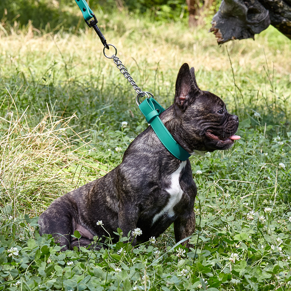 Biothane Adjustable Martingale Collar for Dogs