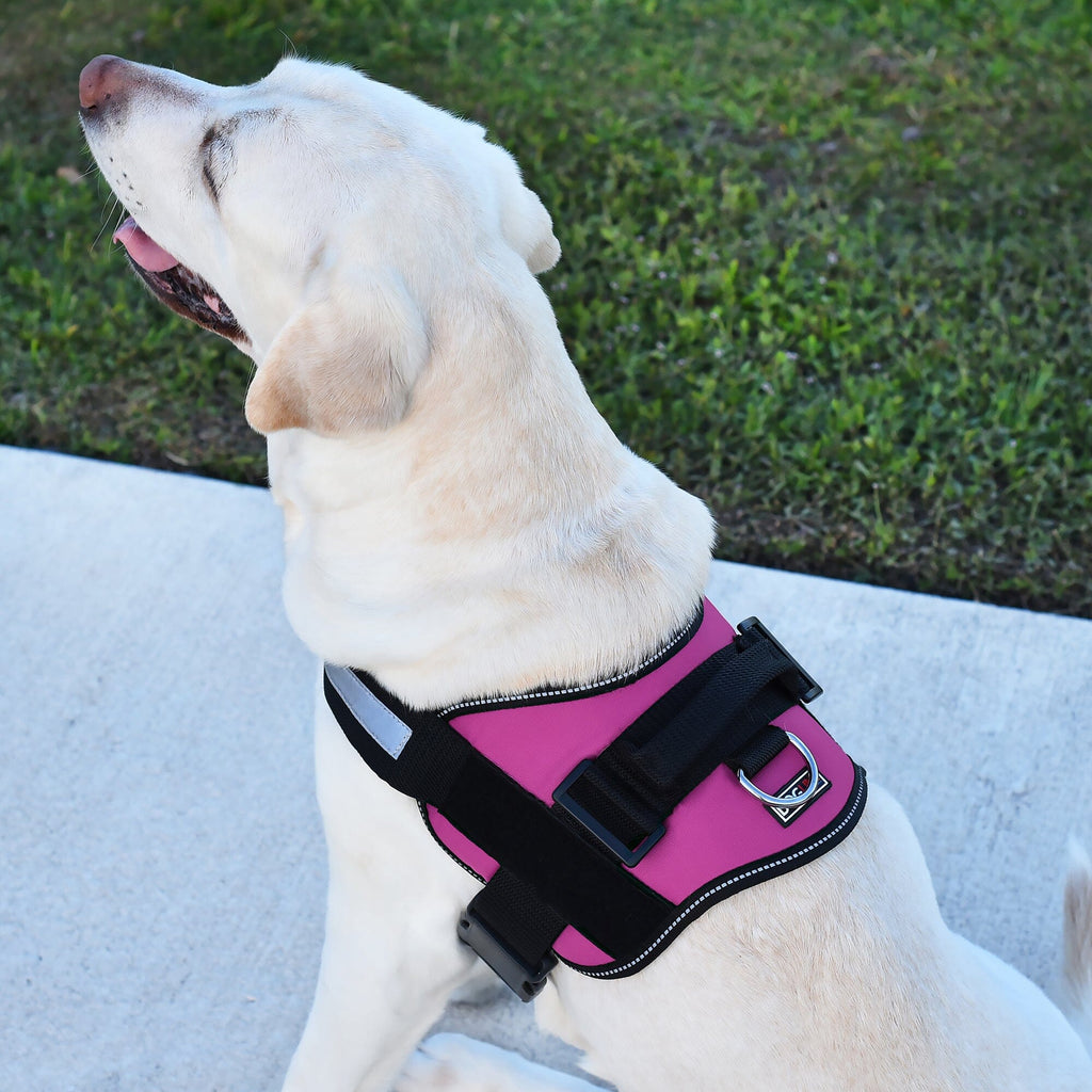 Unimax Multi-Purpose Dog Harness