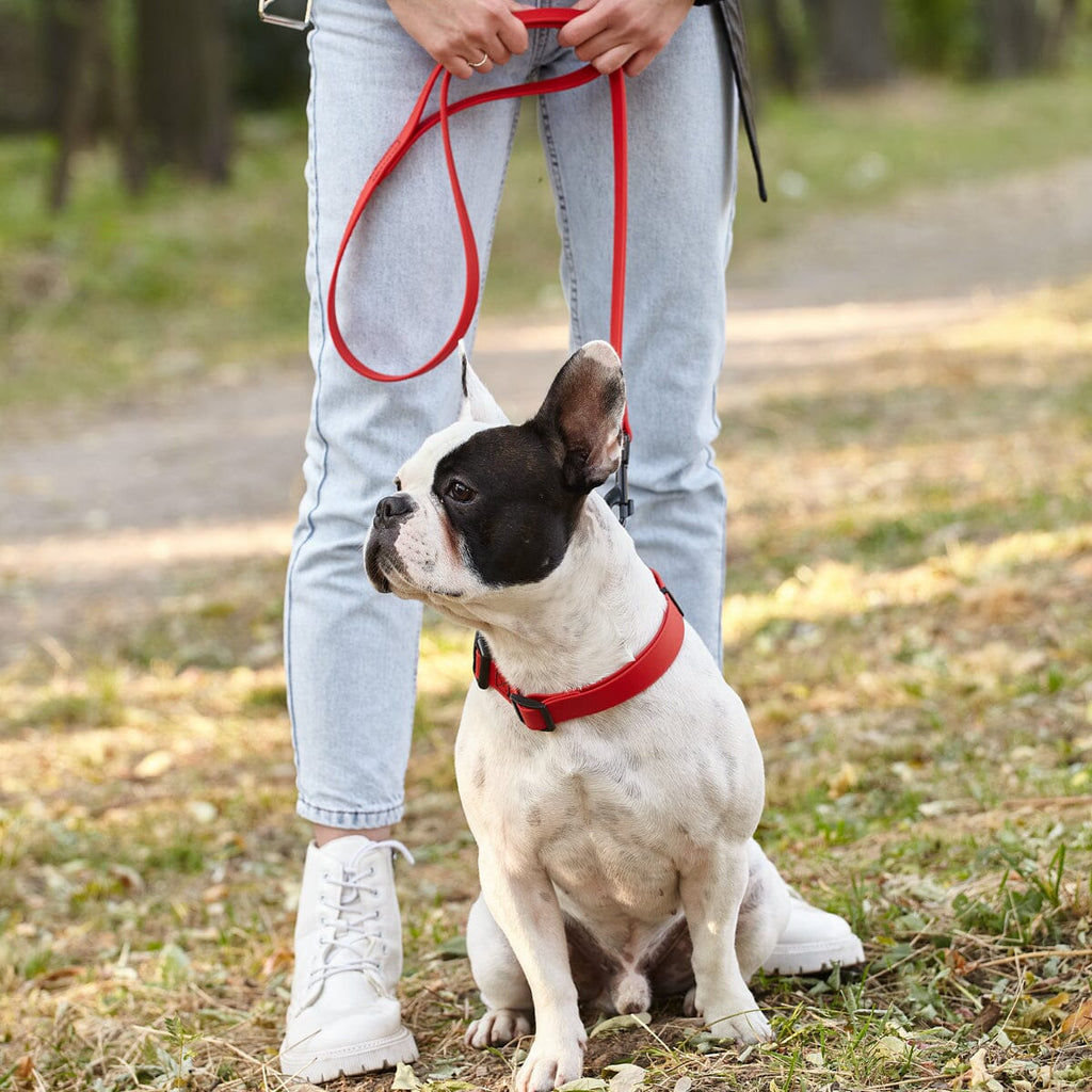 Biothane Waterproof Dog Leash 6 ft