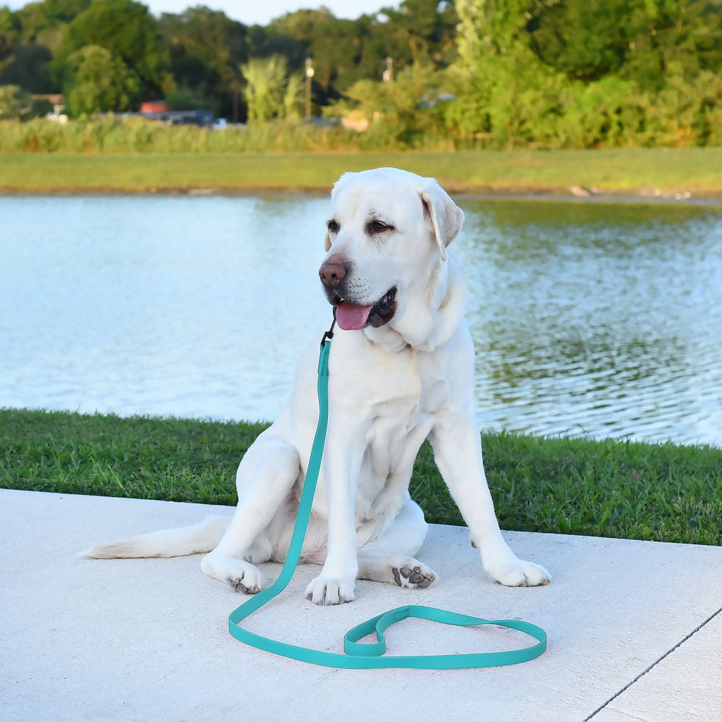 Biothane Waterproof Dog Leash, 4 ft