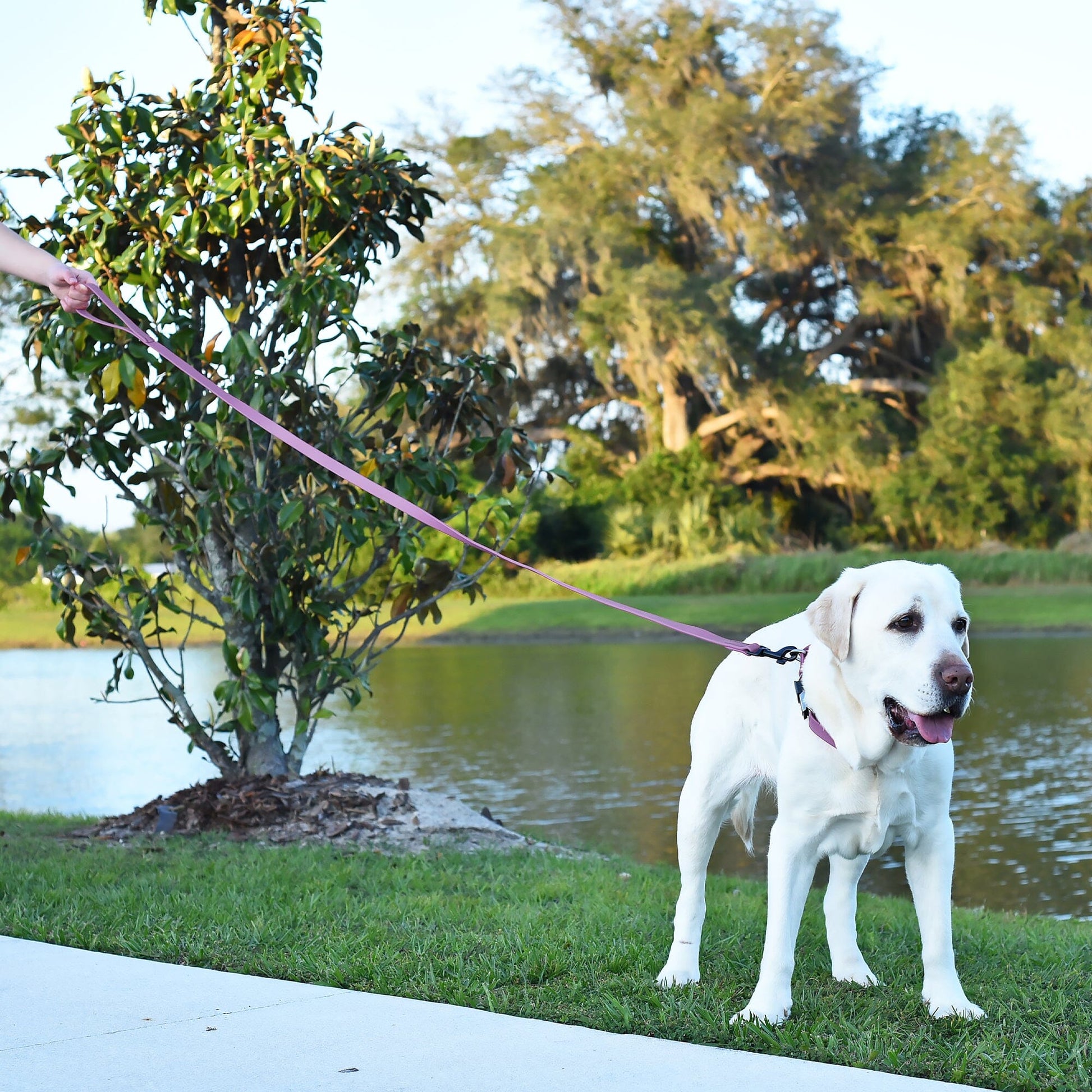 Biothane Waterproof Dog Leash, 4 ft