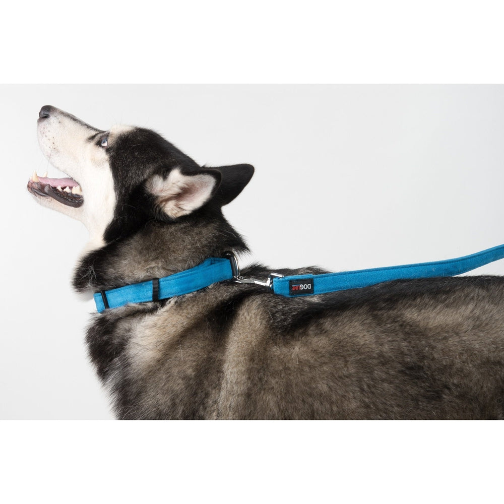 Comfort Microfiber Flat Dog Collar
