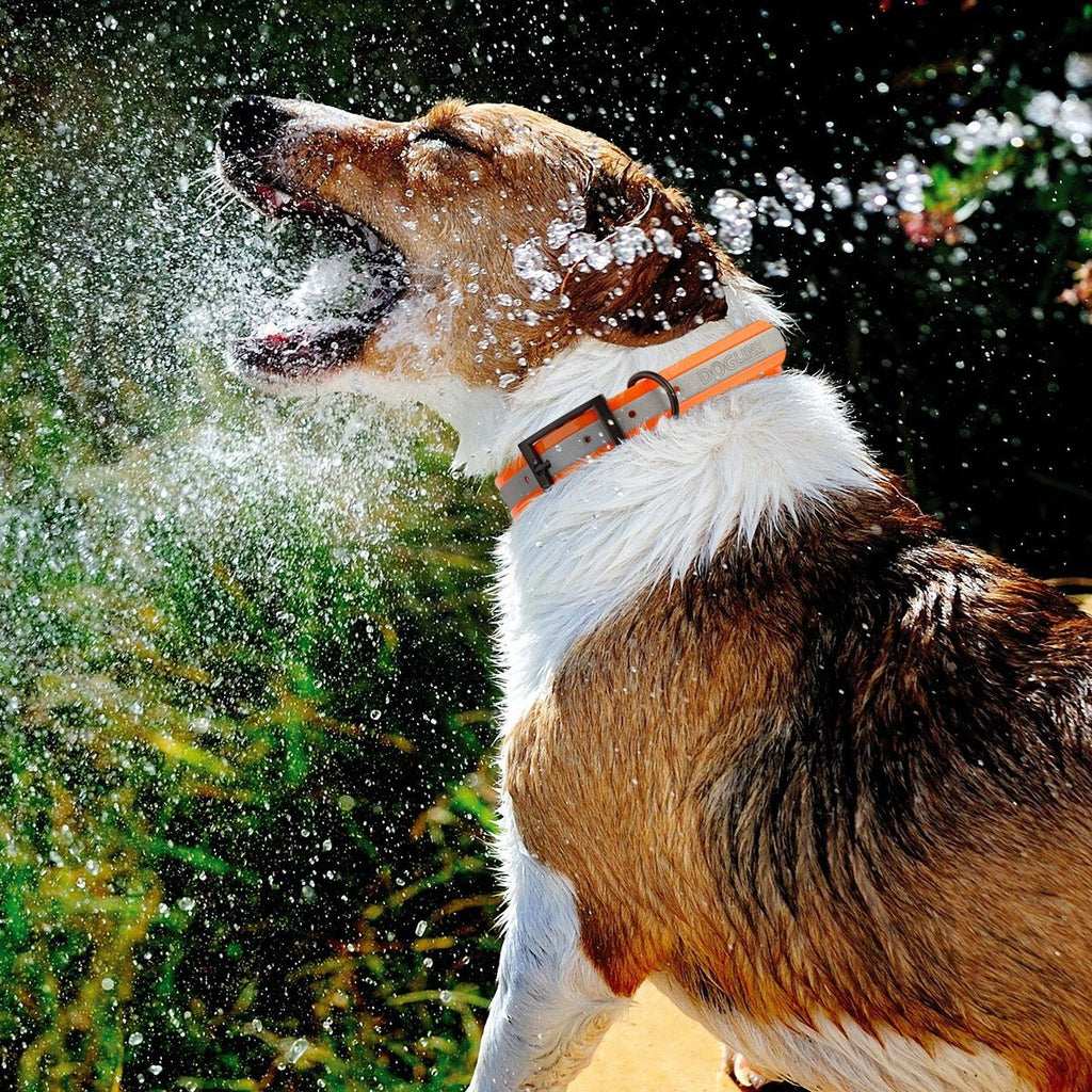 Biothane Translucent Reflective Dog Collar