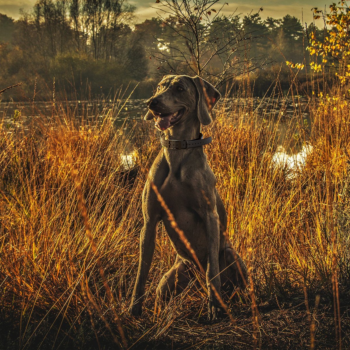 Biothane E-Collar Replacement Strap