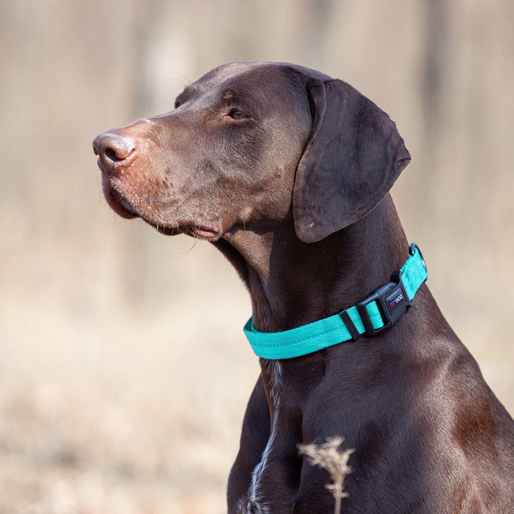 Nylon Flat Dog Collar